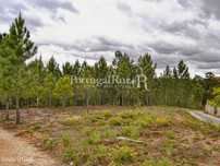 Lote com aptidão para Construção de Moradia