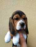 Szczeniak Beagle Tri-Color