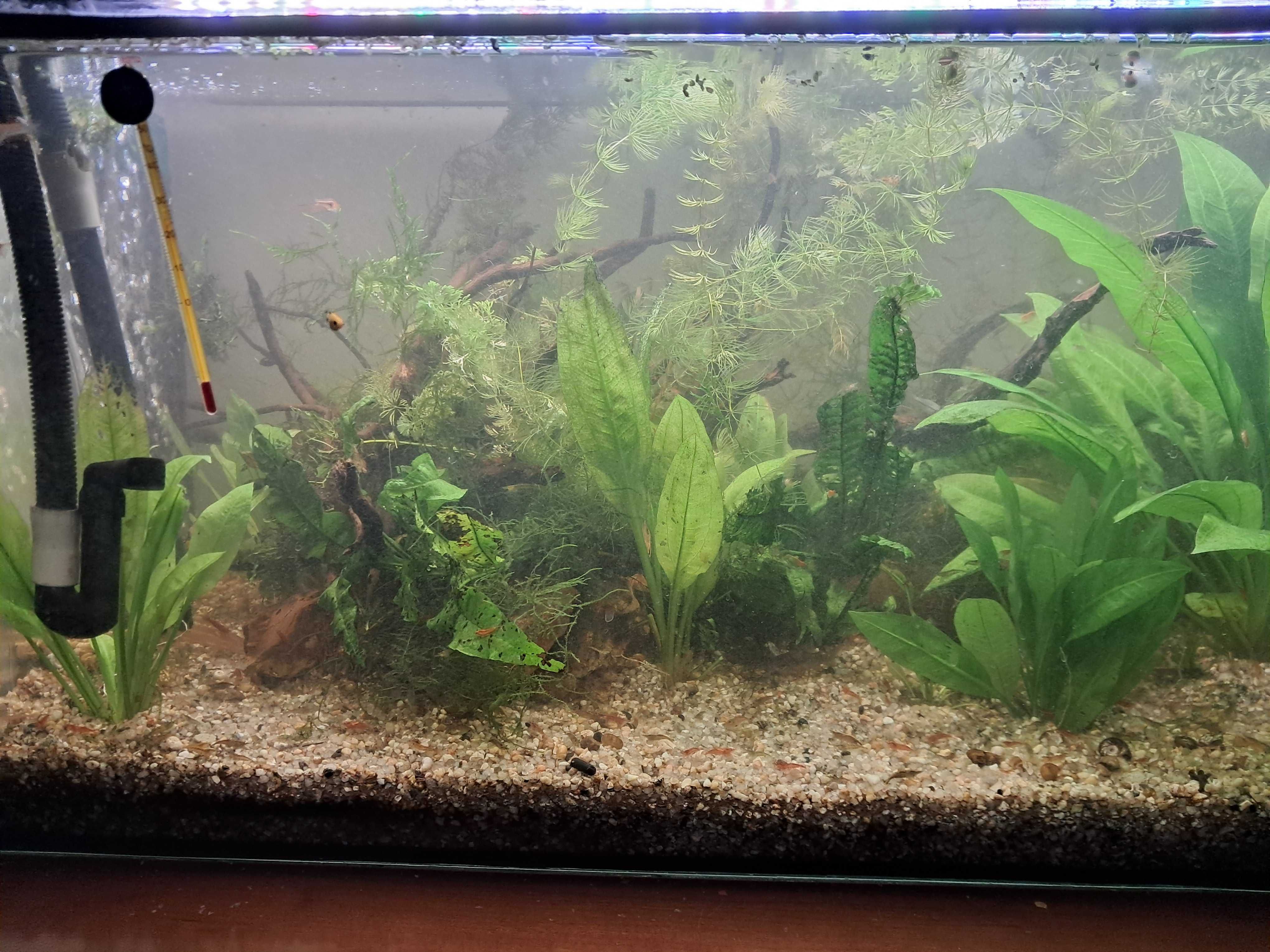 Planta echinodorus 3