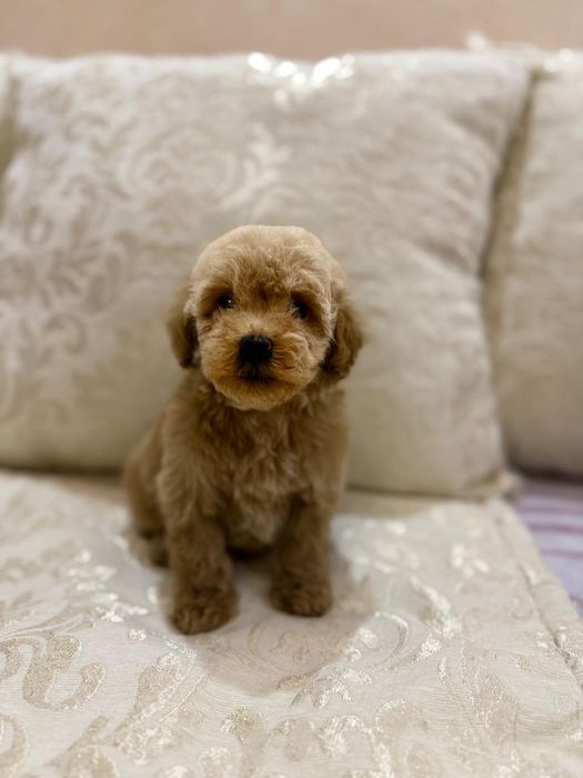 мальтипу ф2  мини мальчик