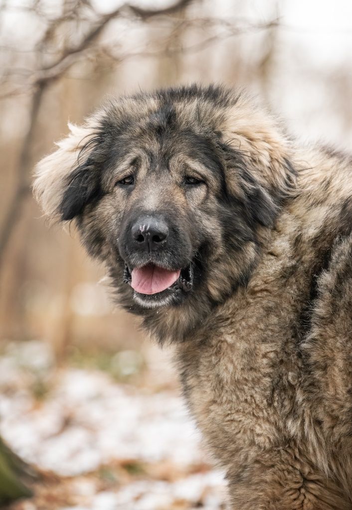 Gala w typie owczarka kaukaskiego do adopcji!