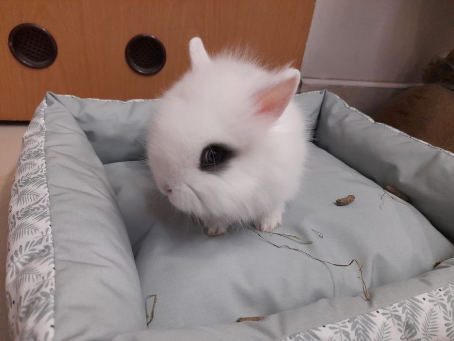 Sprzedam królik miniaturka