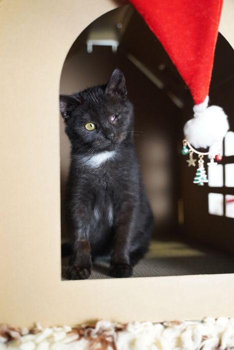 Wyjatkowy Czaruś czeka na dom