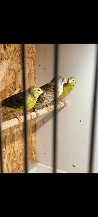 Kanarki Agat żółty