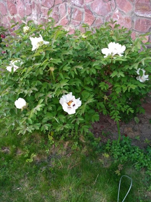 Трёхлетние Саженцы древовидного пиона