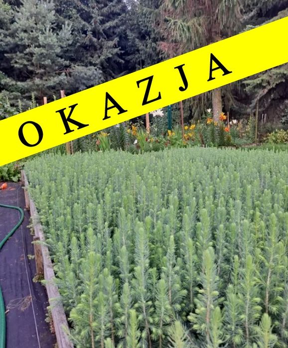 SOSNA Kosodrzewina JODŁA Kalifornijska ŚWIERK Kłujący