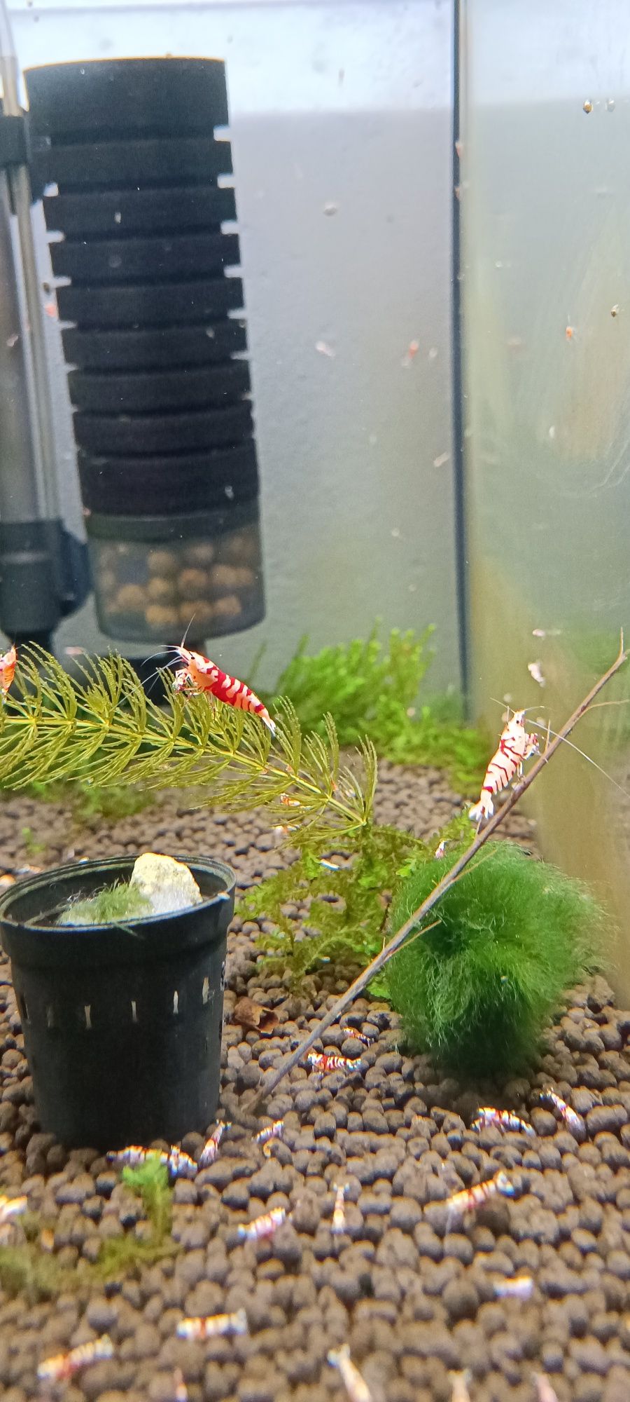 Krewetki caridina Red Fancy Tiger