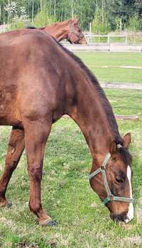 Klacz AQH/American Quarter Horse lini pleasure