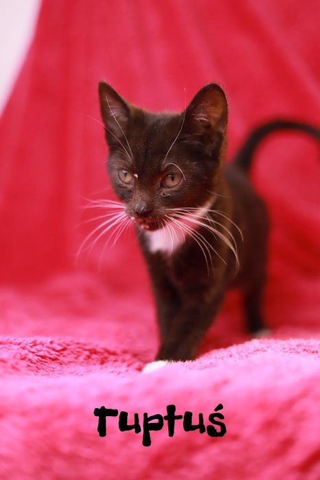 To czas na Figle! Poznajcie Fikusia, ten kociak właśnie czeka na dom