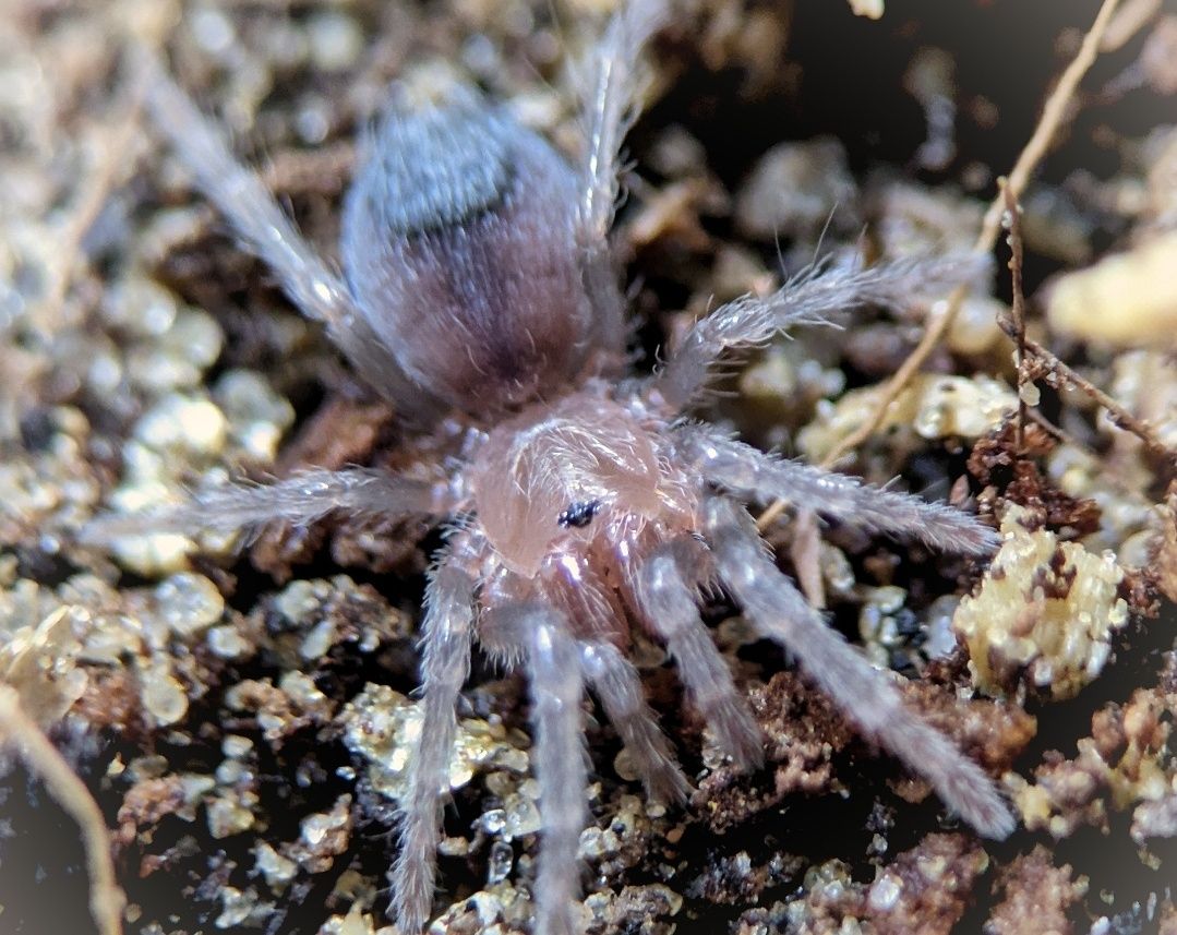 Theraphosidae sp. Roatan L3 , ptasznik  , Pająk