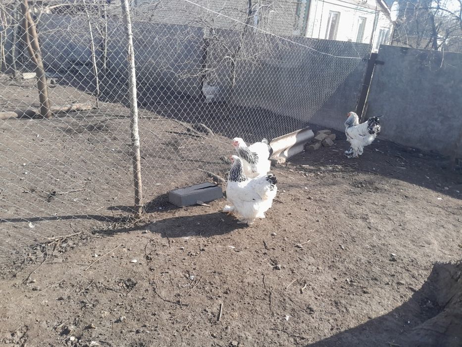 Кури брама світла.