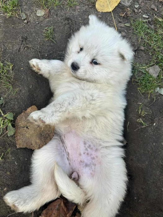 Suczka szczenię samoyed
