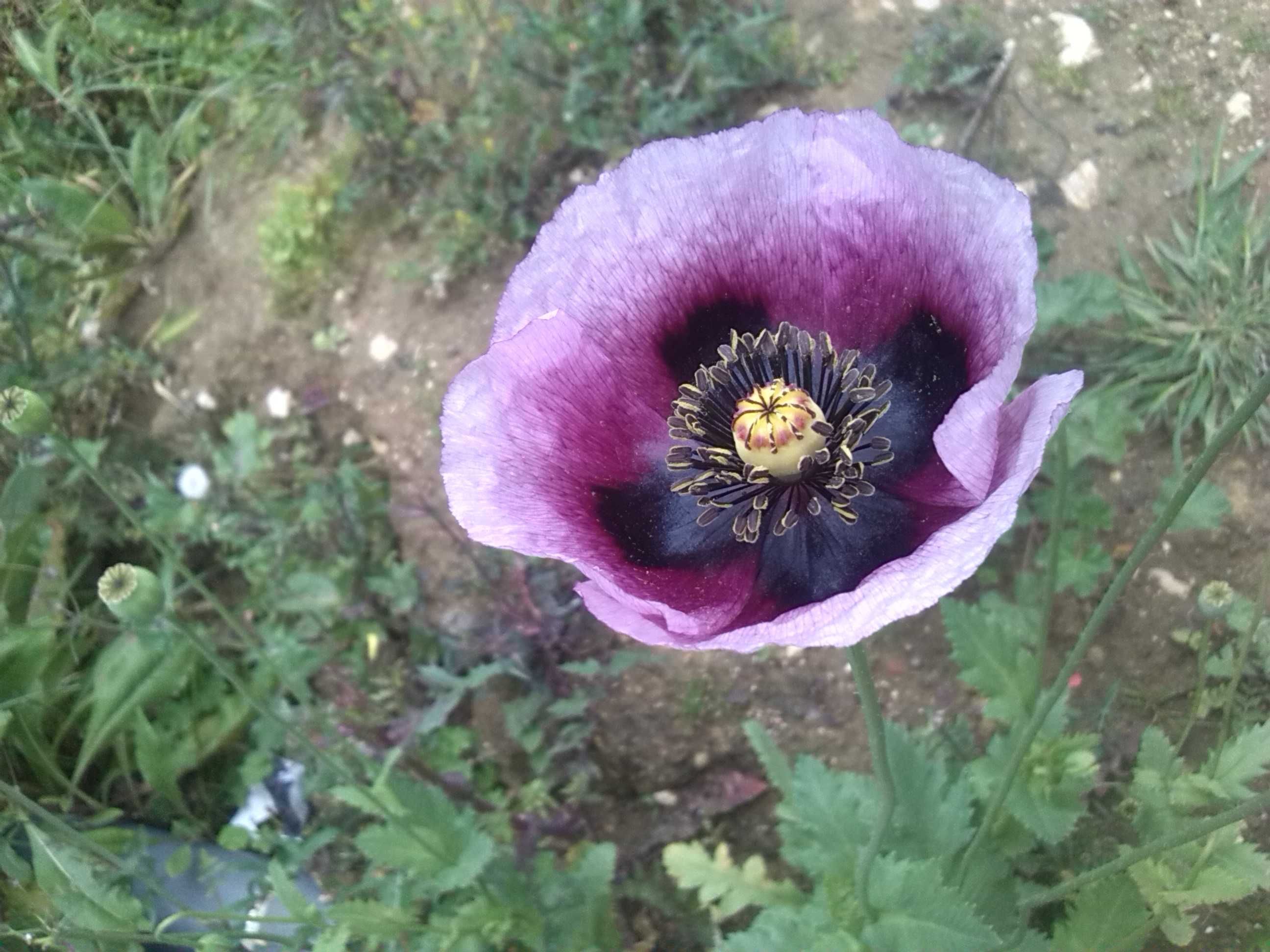 PAPOILAS Roxas e Violetas