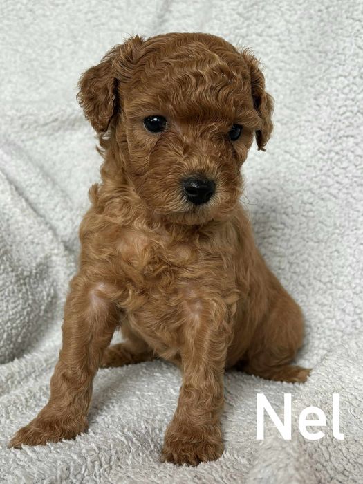 Bichpoo f1B Maltipoo Pudel Frispoo Bichon