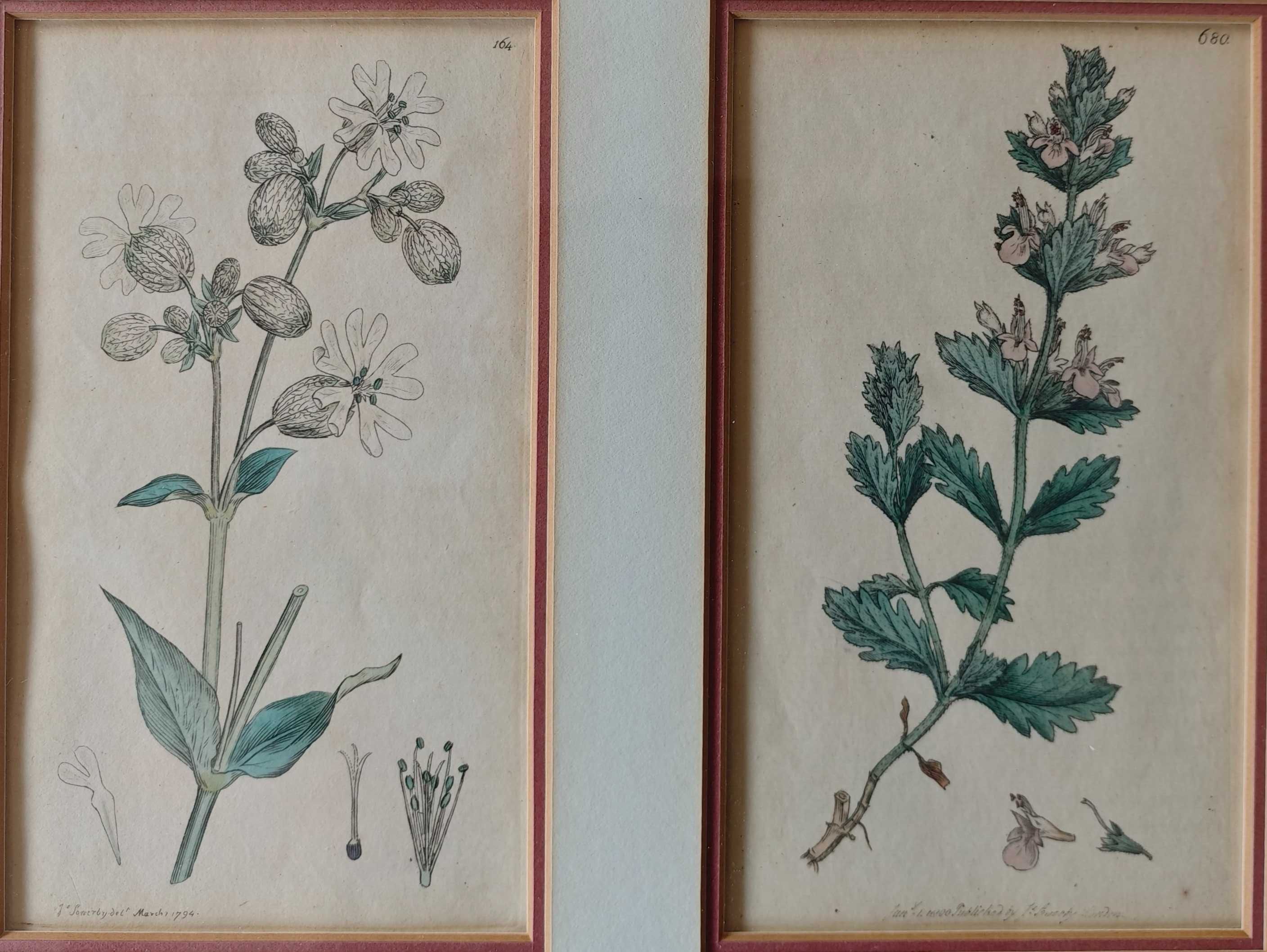 kolekcja 3x2=6 xrycin English Botany z 1794 r  I wydanie James Sowerby