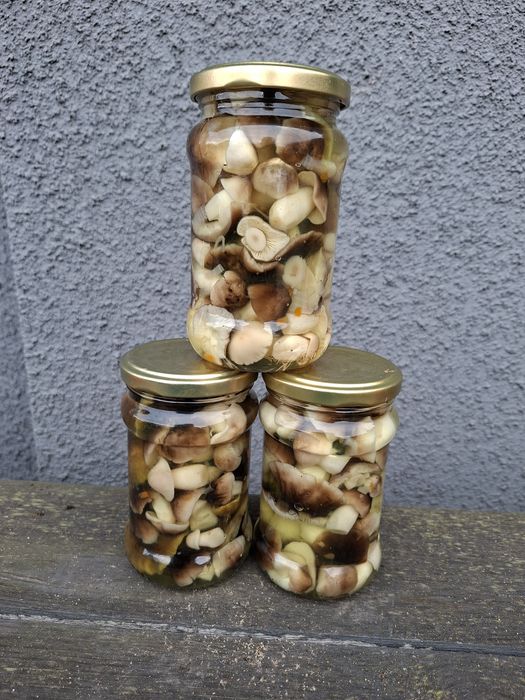 Grzyby marynowane