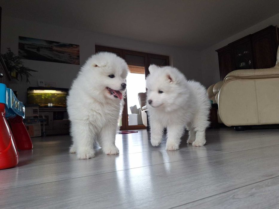 Szczeniak samoyed suczka