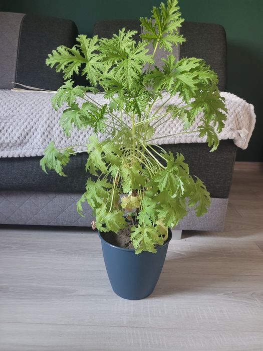 Anginka geranium duża sadzonka