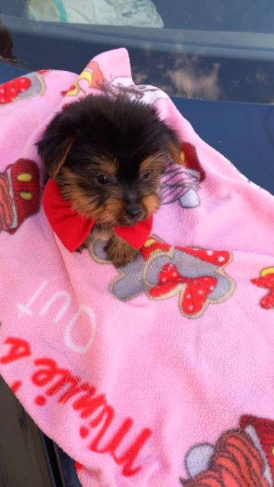 Yorkshire terrier  macho mini