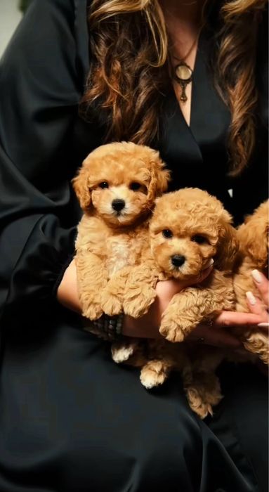 Яскраві карамельні цуценята. Мальтіпу ф1 3місяці. Цуценята