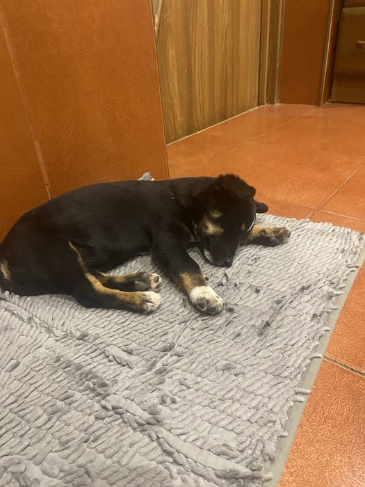 Шукаємо люблячих господарів