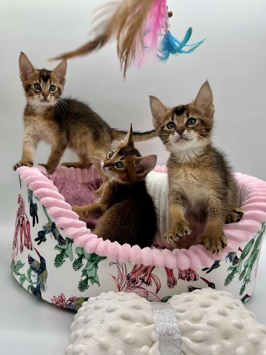 Абиссинцы девочки и мальчики)))