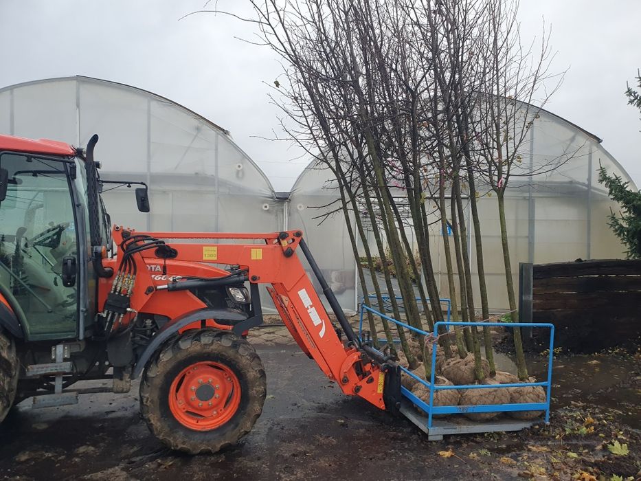 Lipa drobnolistna od 10 do 25cm obwodu