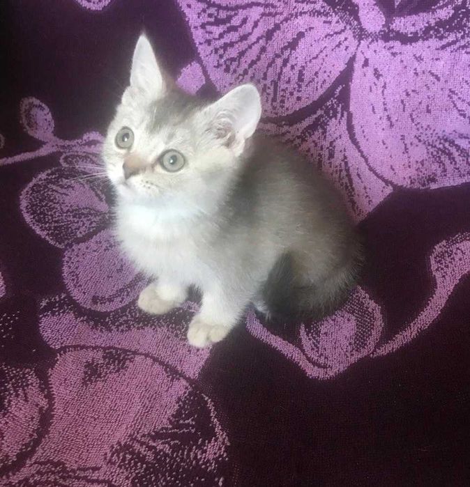 Внимание! Самая умная и гиперласковая шотландская девочка