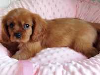 *** Cavalier King Charles Spaniel Piesek Ruby ***