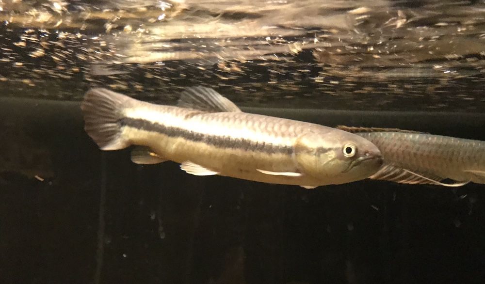 Hoplerithrynus uniteaniatus WF - Golden Wolf Fish