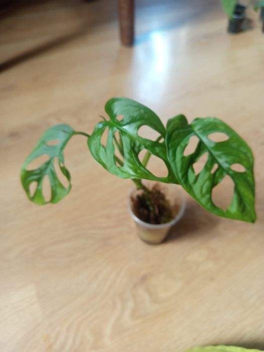 Monstera adansonii / epipremnum sebu blue / monstera minima
