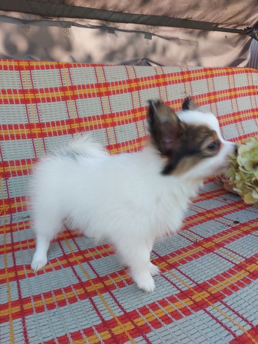 Папійон хлопчик ( папільон)