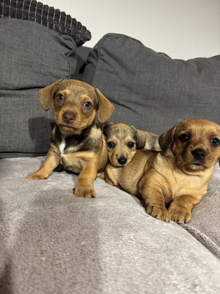 Do adopcji trzy sliczne suczki w typie „jamnika”