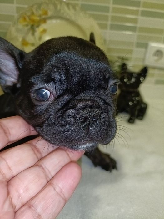 Bulldog Exotico de cor preto pelo lustroso