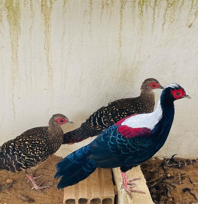 Ovos de Faisão várias especies