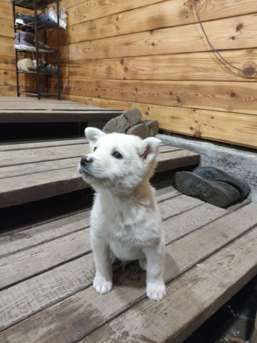 Віддам у добрі руки