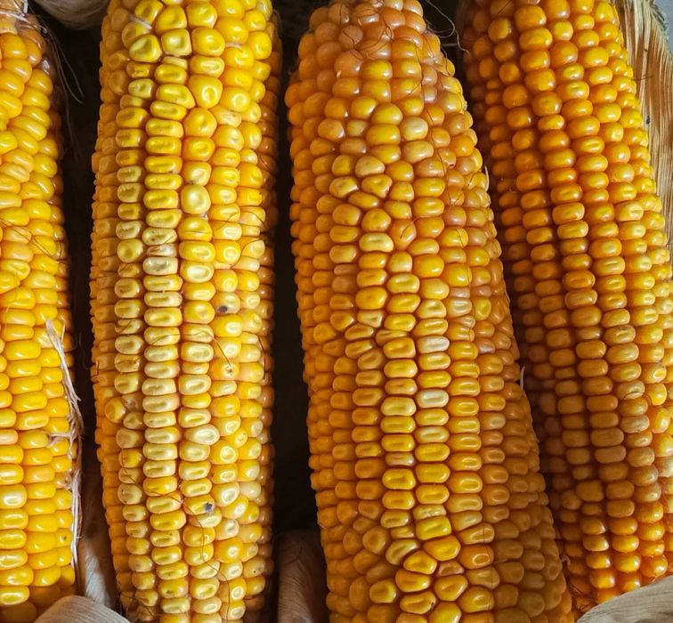 Kukurydza mokra (dowóz)