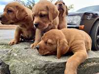 Labrador fox red gotowy do odbioru