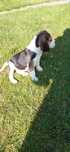 Beagle! Piękny szczeniak!