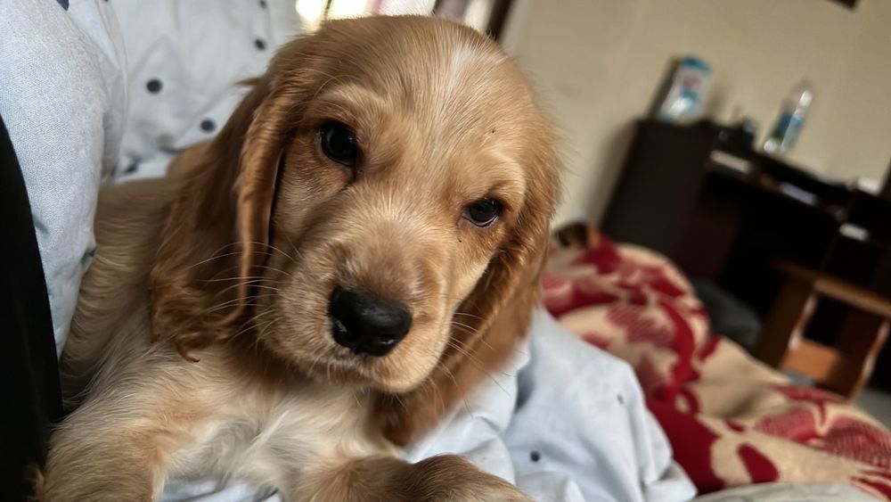 Цуценя  англійського спанієля