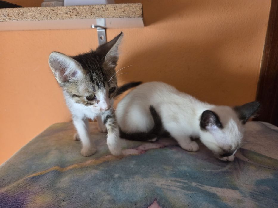 2 gatas para adoção