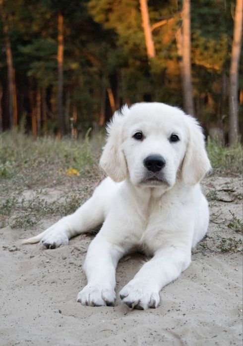 Надзвичайно гарний хлопчик золотистого ретривера