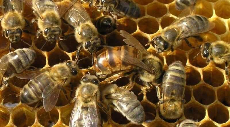 Бджолопакети карпатської породи