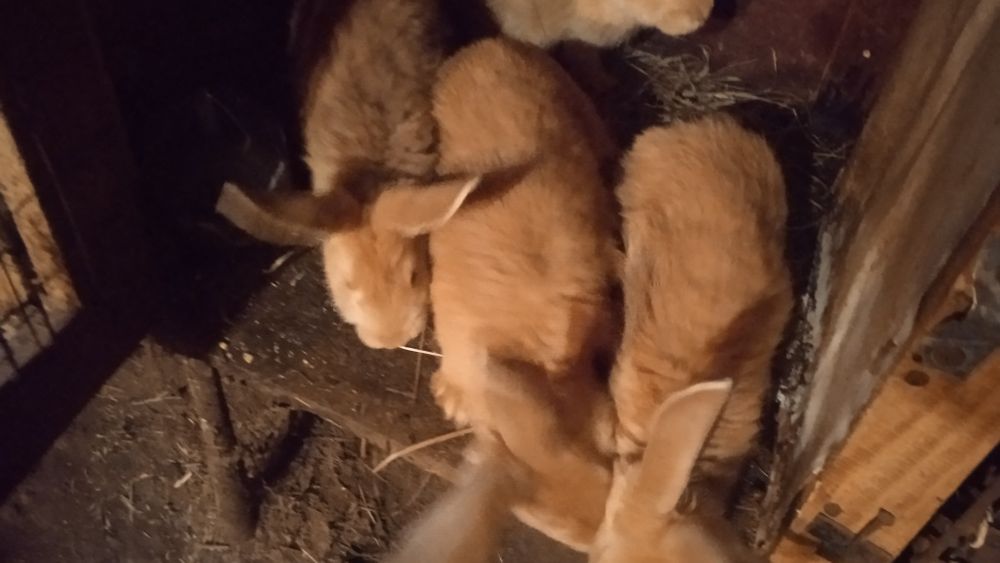 Кролики молодняк . Руденькі