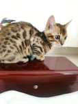 Gato de Bengala de excelente linhagem