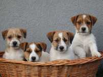 Jack Russell Terrier od # SMARTIE JACKS # parents FCI/ZKwP pure MALE