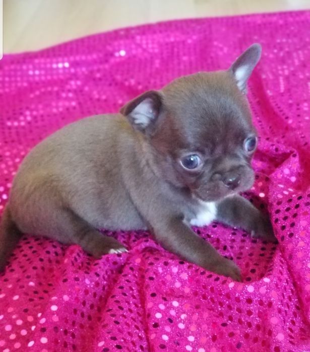 Мини девочка чихуахуа