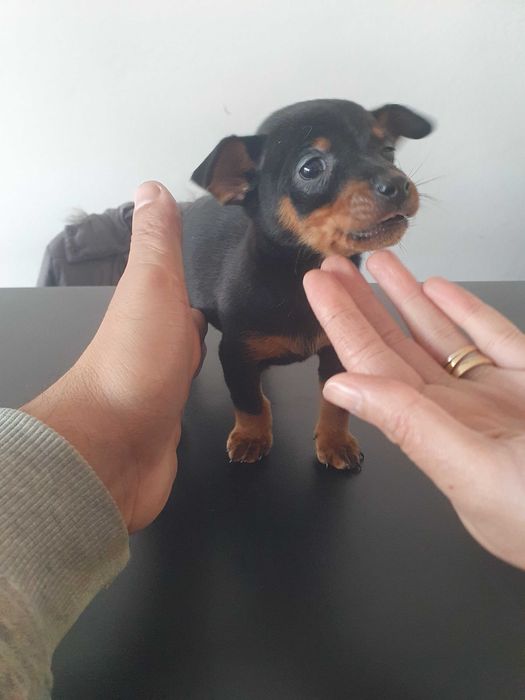 Venda de pincher miniatura machinho