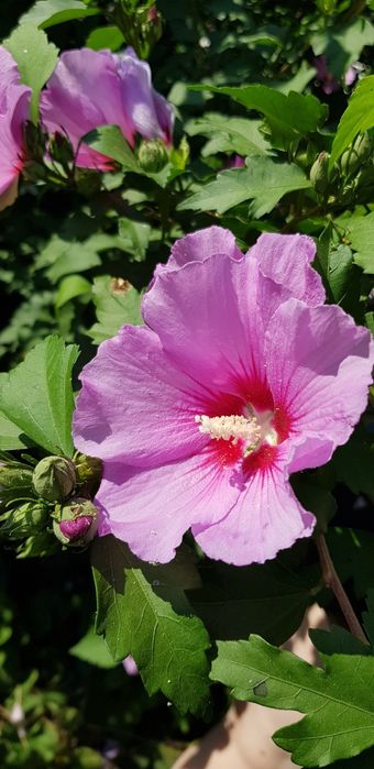 Гібіскус деревовидний, або сирійський.