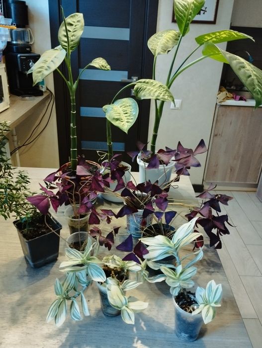 Продам надлишки своїх квітів